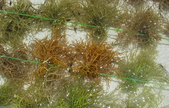 Budidaya Rumput Laut (Eucheuma Cottonii)