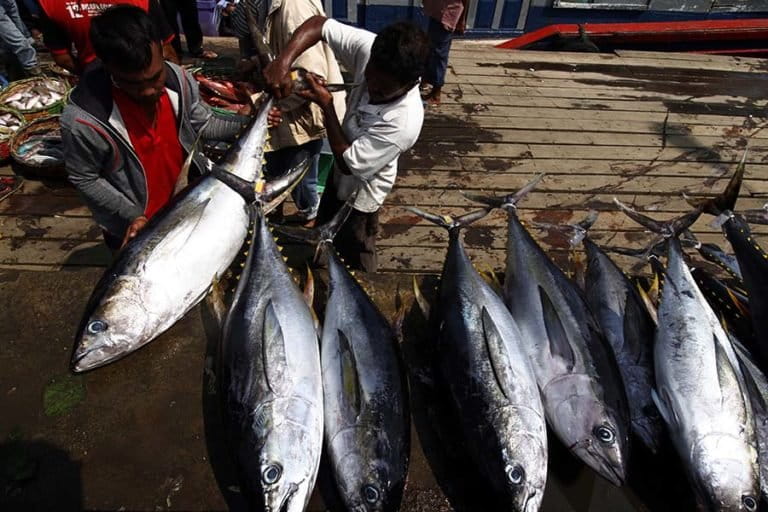 Ikan Tongkol & Cakalang