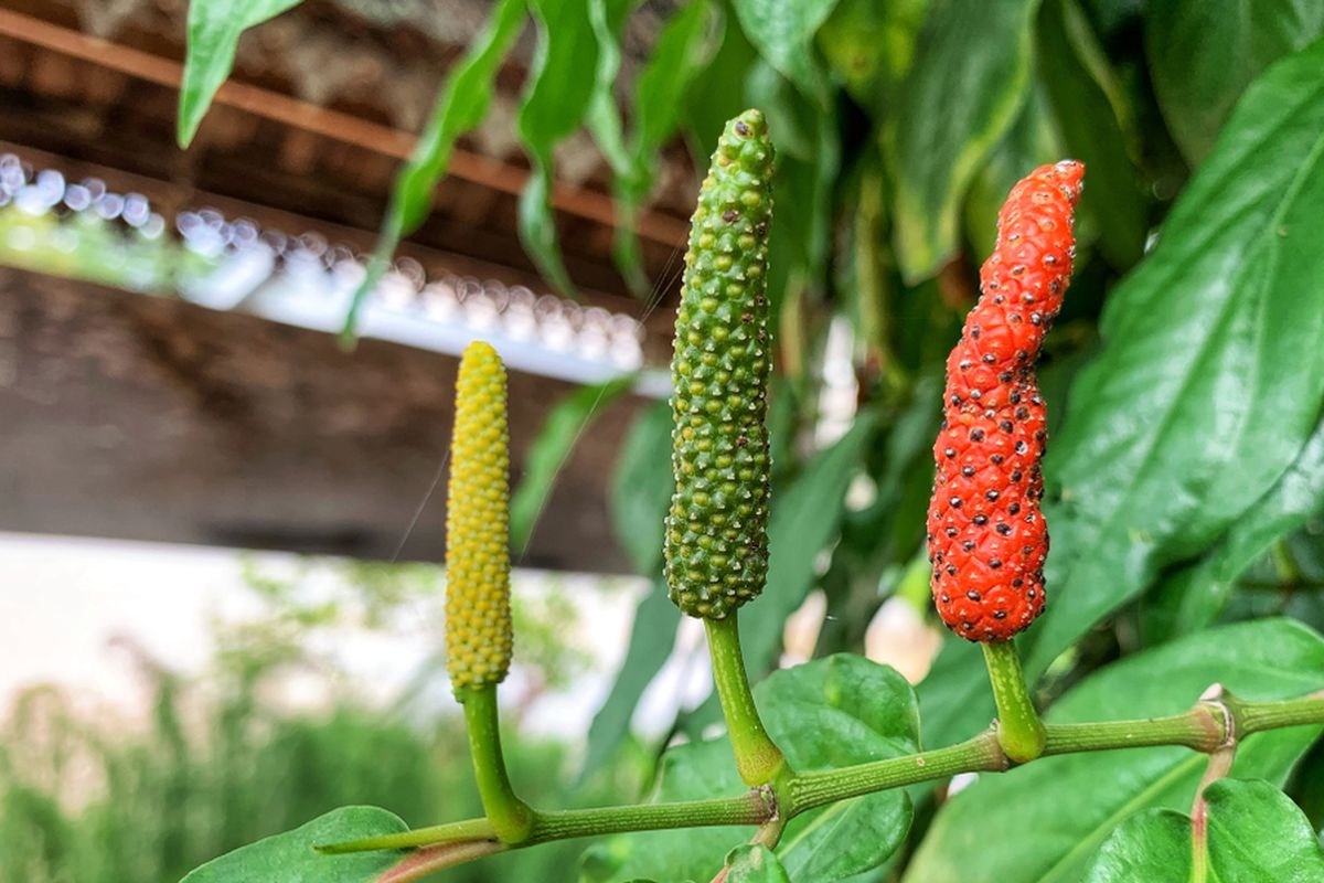 Cabai Jamu (Cabe Puyang)