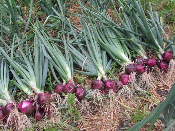 Bawang Merah Varietas Rubaru